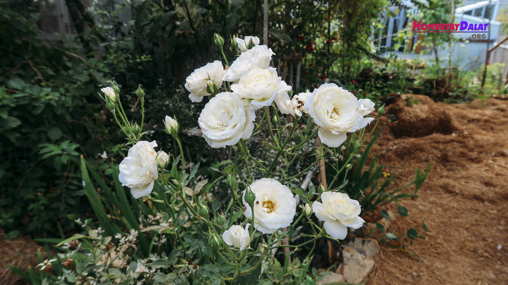 Khu vườn Nhà Của Tre có cả hoa hồng trắng xinh đẹp