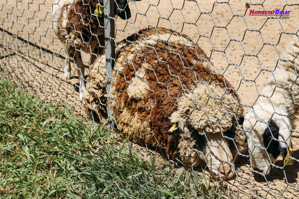 Cừu Minh Mập ở sở thú ZooDoo Đà Lạt
