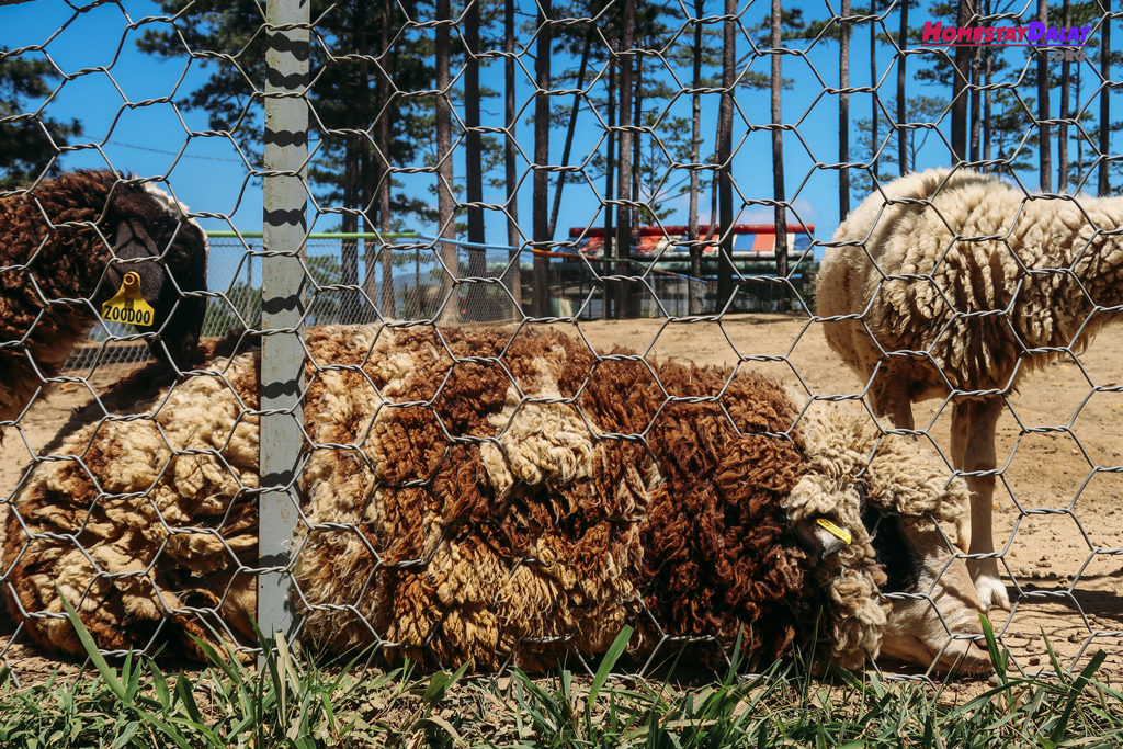 Chú cừu đực tên Minh Mập ở vườn thú ZooDoo Đà Lạt