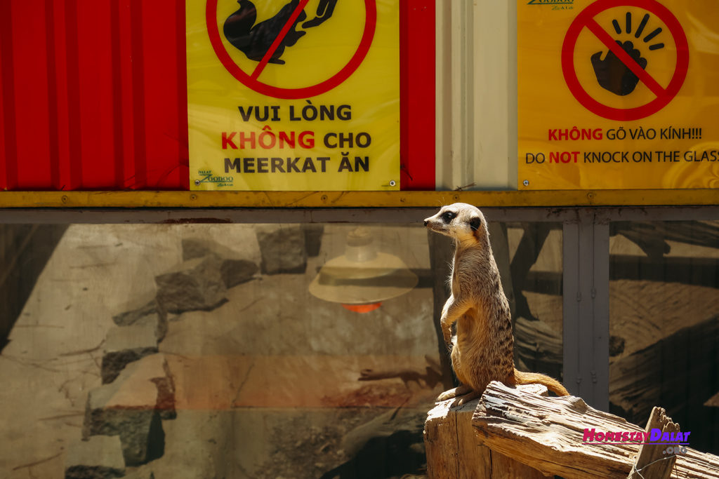 Meerkat vườn thú ZooDoo