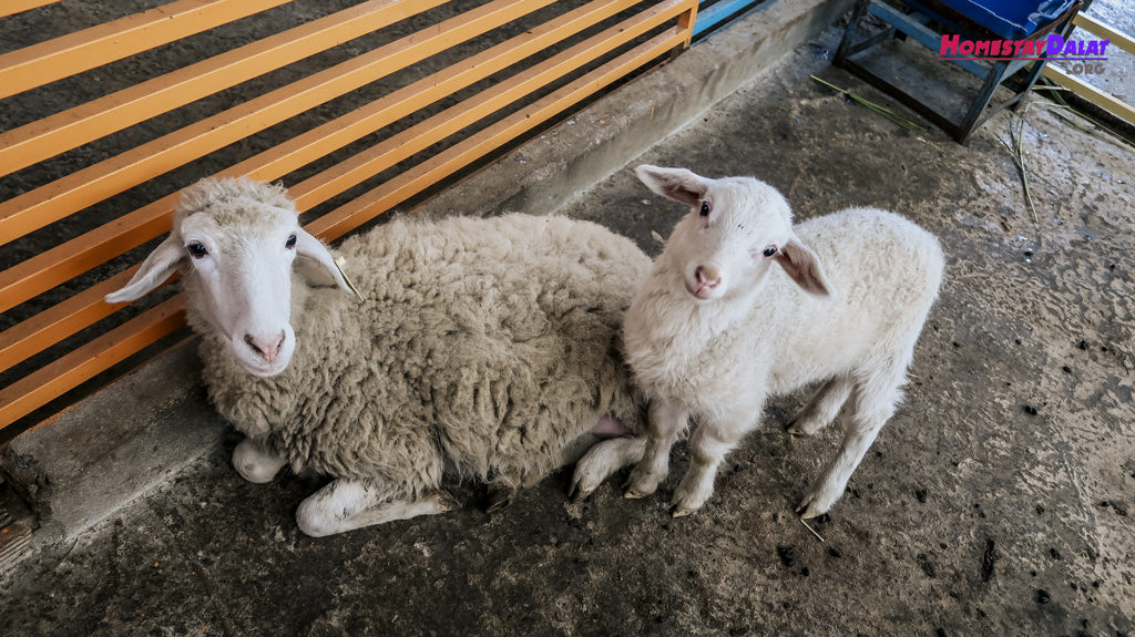 Những chú cừu được chăm sóc đặc biệt ở vườn thú ZooDoo