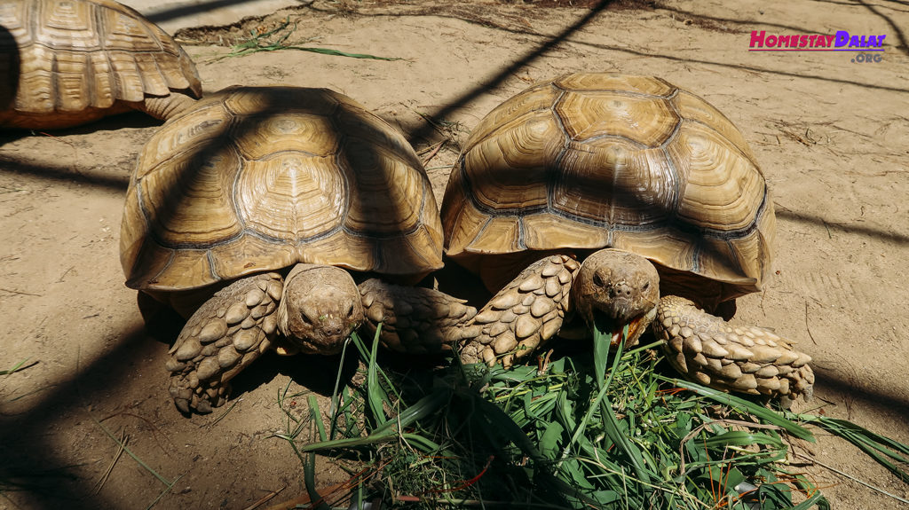 Rùa sống trên cạn được nuôi ở sở thú ZooDoo Đà Lạt
