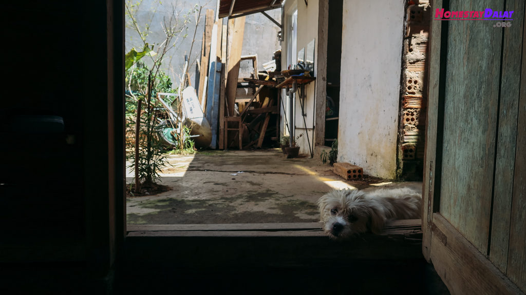 Home Me cũng có những chú chó dễ thương